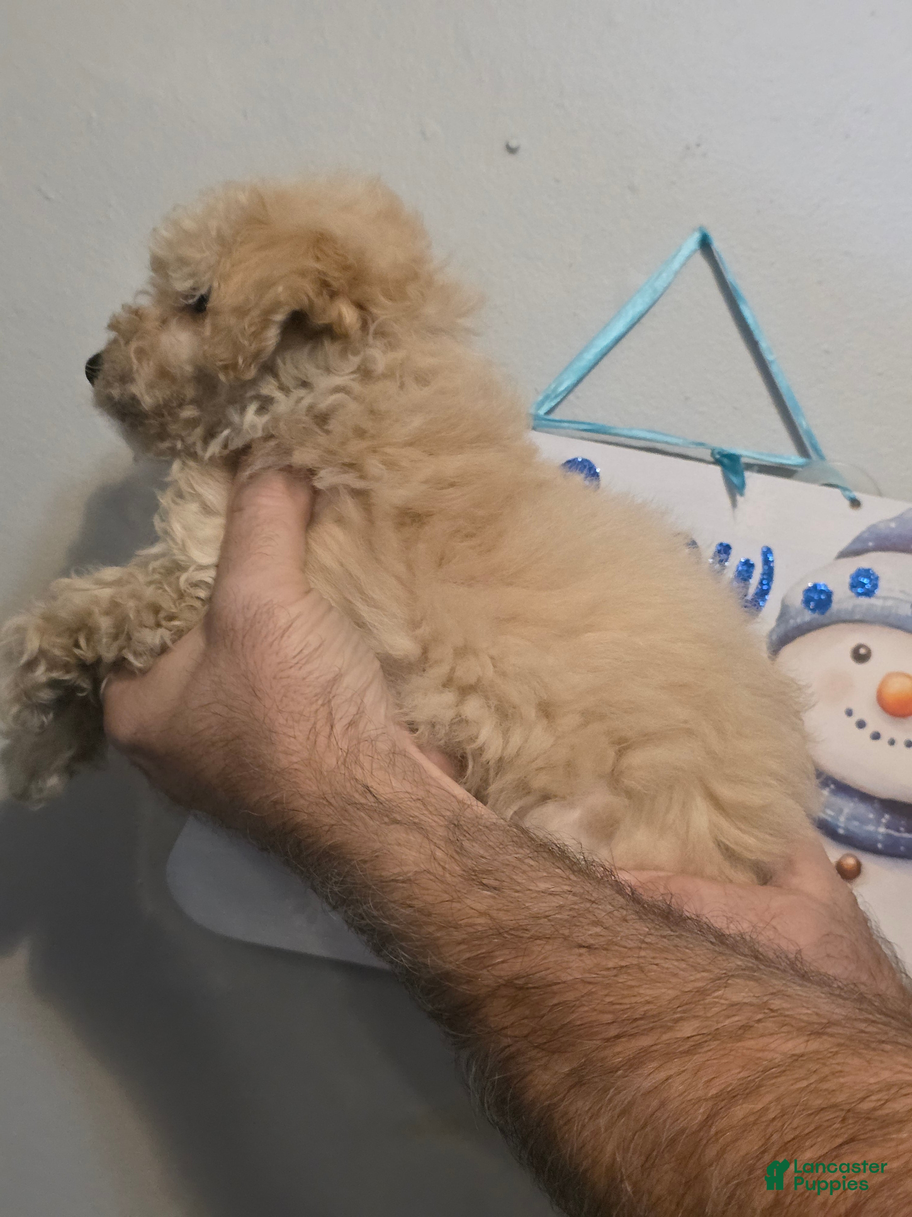 Maltipoo dogs Mason  - Ad 2