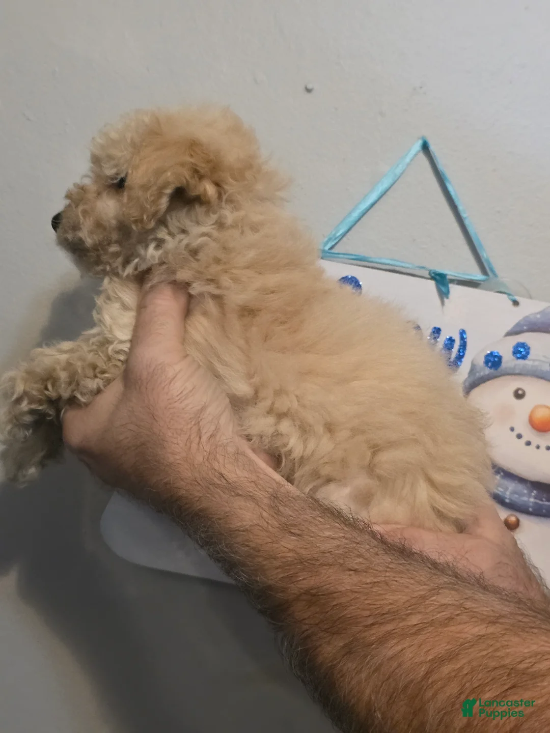 Maltipoo dogs for sale: Mason  - Ad 2
