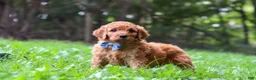 Goldendoodle dogs for sale: Mason - Ad 1