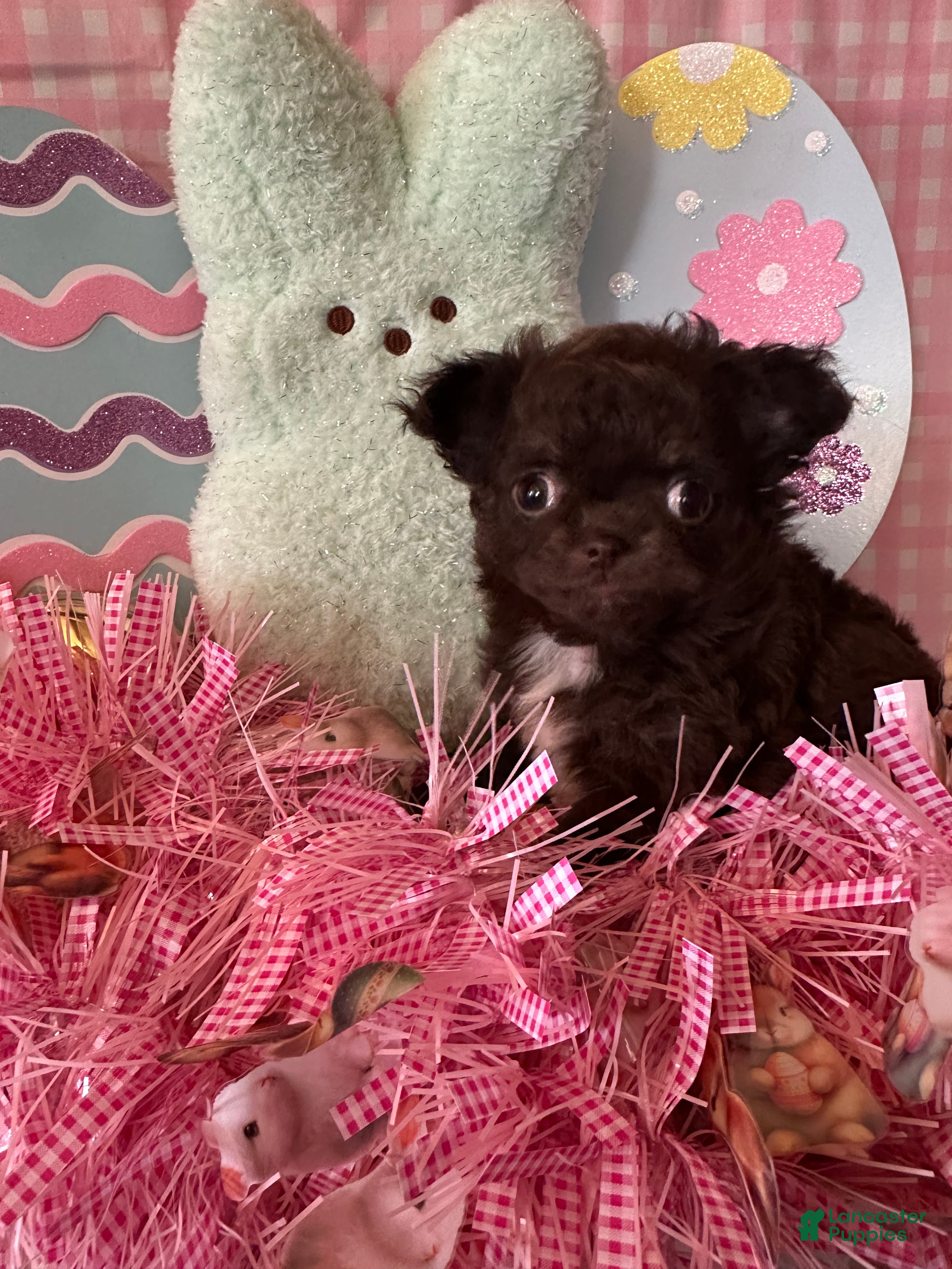 Chihuahua dogs Fury - Ad 13