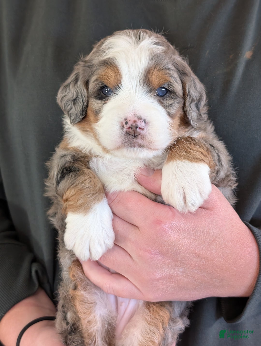 Mini Bernedoodle dogs for sale: Mini Sadie  - Ad 3