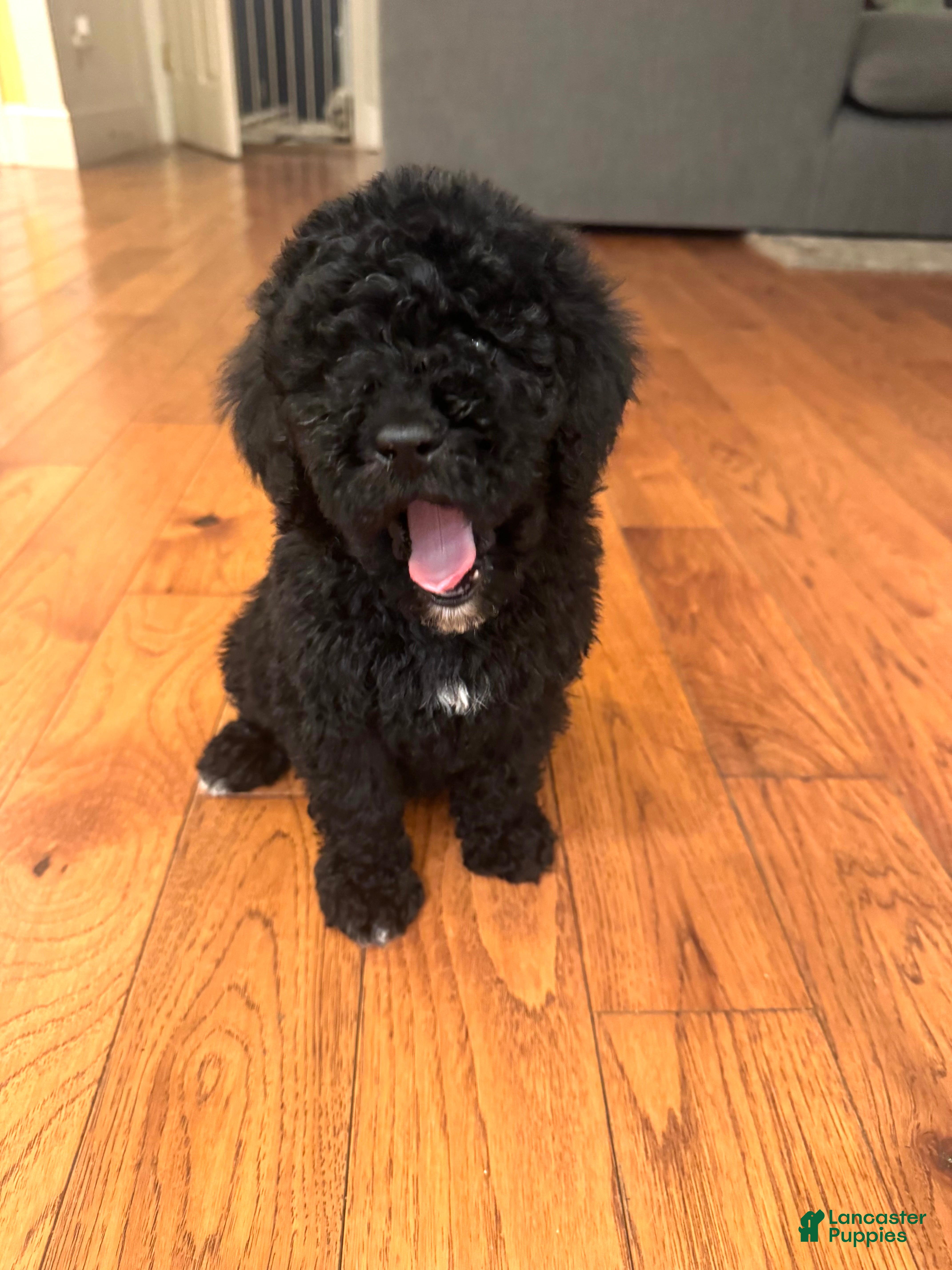 Miniature Poodle dogs Miniature Poodle Puppy 1 - Ad 32