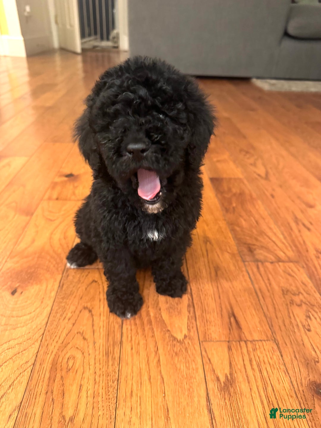 Miniature Poodle dogs for sale: Miniature Poodle Puppy 1 - Ad 1