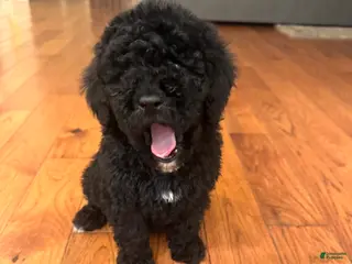 Miniature Poodle dogs Miniature Poodle Puppy 1 - Ad 33