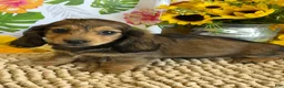 Miniature Dachshund dogs for sale: Shadow - Ad 2