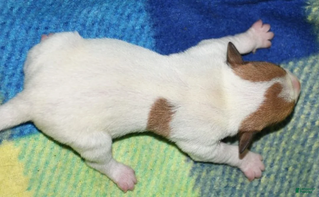 Rat Terrier dogs for sale: Mina - Ad 2