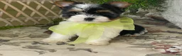 Biewer Terrier dogs for sale: Waldo - Ad 8