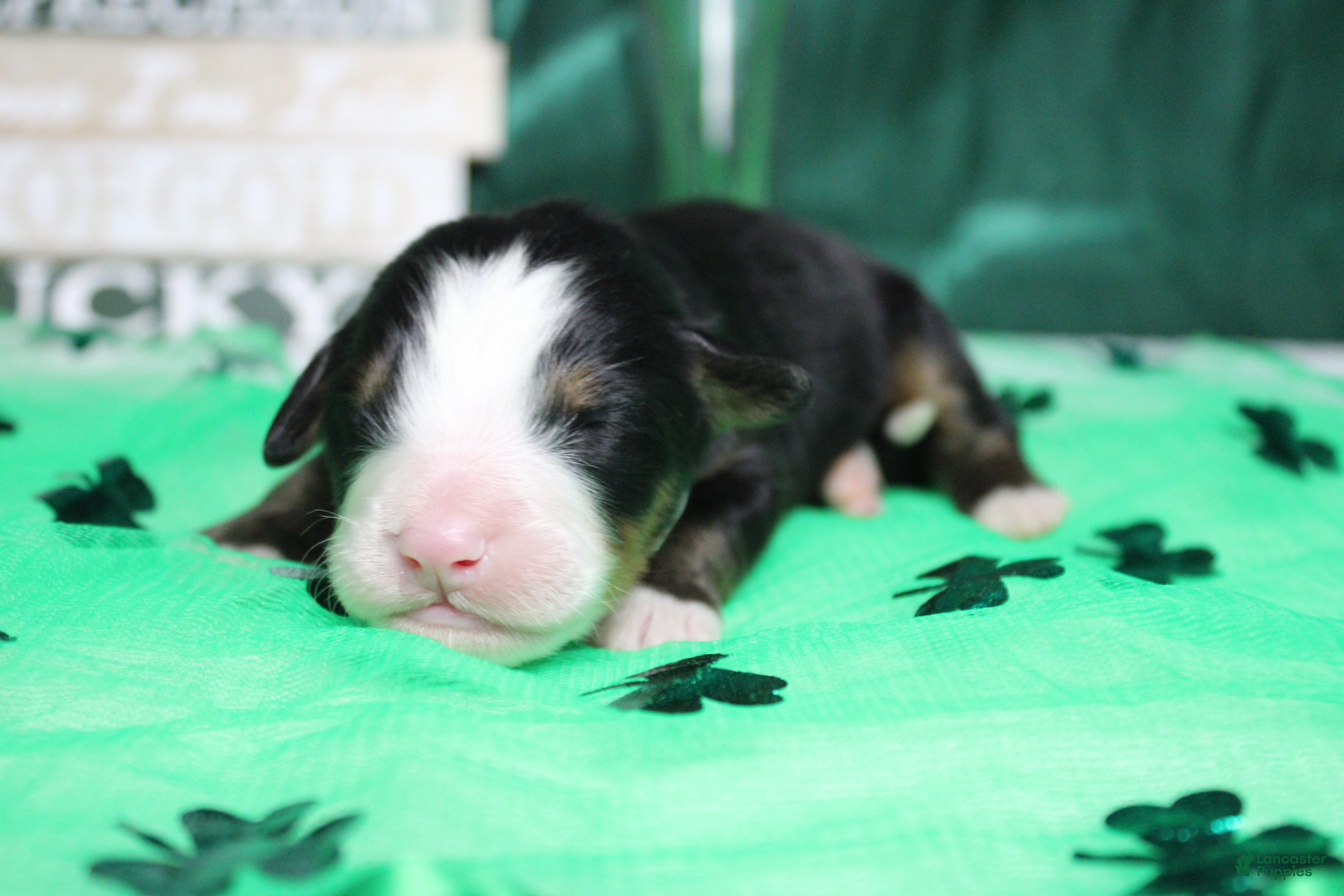 Bernese Mountain Dog dogs Moose  - Ad 13