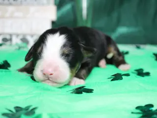 Bernese Mountain Dog dogs Moose - Ad 13