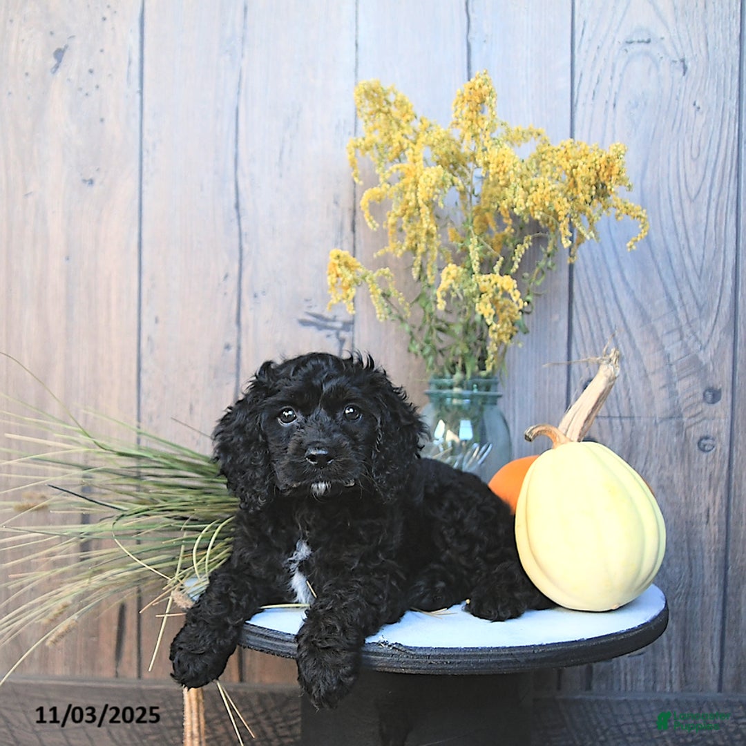 Cockapoo dogs for sale: Chloe - Ad 1