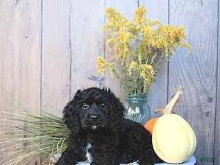 Cockapoo dogs Chloe - Ad 6