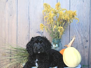 Cockapoo dogs Chloe - Ad 31