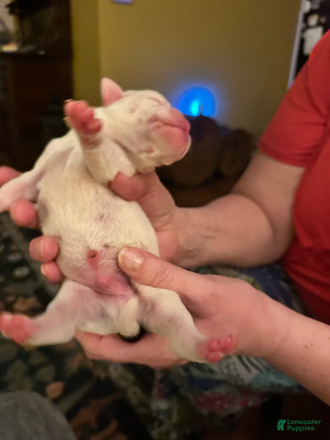 Mixed Breed dogs for sale: English Bulldog Puppy 3 - Ad 7