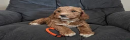 Mini Goldendoodle dogs for sale: Orange Collar - Ad 9