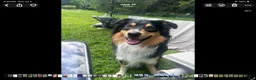 Australian Shepherd dogs for sale: Australian Shepherd - Ad 3