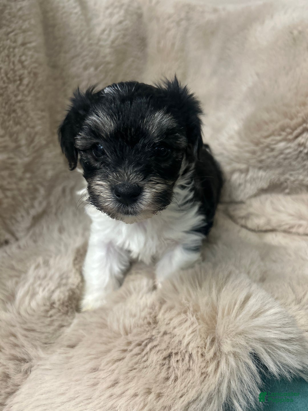 Morkie dogs for sale: Ollie - Ad 5