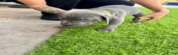 Mixed Breed dogs for sale: Mixed Breed Puppy 5 (neon green) - Ad 11