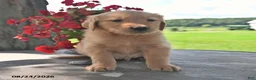 Golden Retriever dogs for sale: Trigg - Ad 4