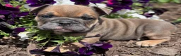 English Bulldog dogs for sale: Natalie - Ad 1
