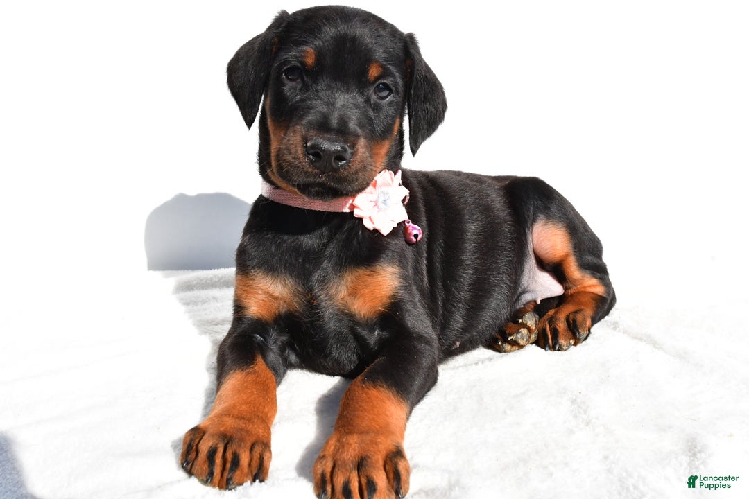 Doberman Pinscher dogs for sale: Lola - Ad 2