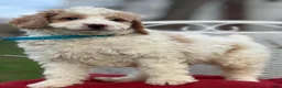 Mini Goldendoodle dogs for sale: Merlin - Ad 2