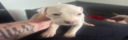 Mixed Breed dogs for sale: Mixed Breed 10 - Ad 1