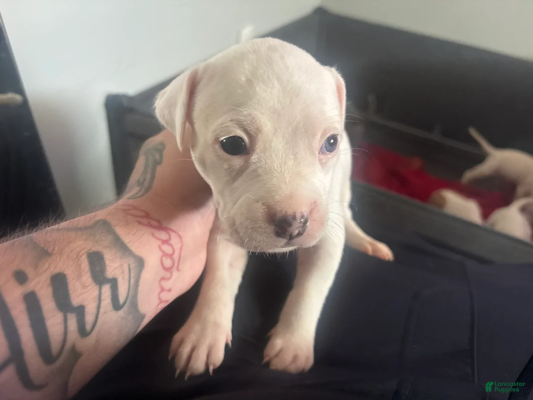 Mixed Breed dogs for sale: Mixed Breed 10 - Ad 1