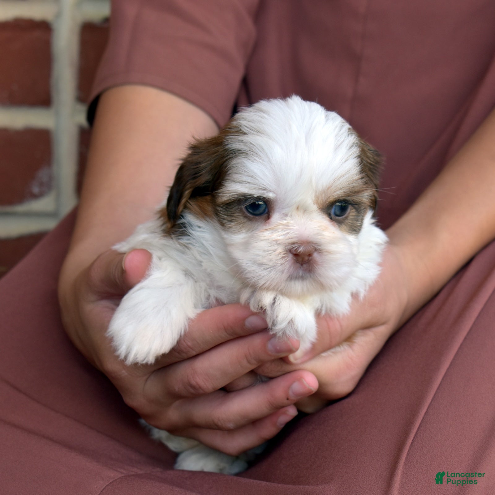 Shih Tzu dogs for sale: Twinkle - Ad 2