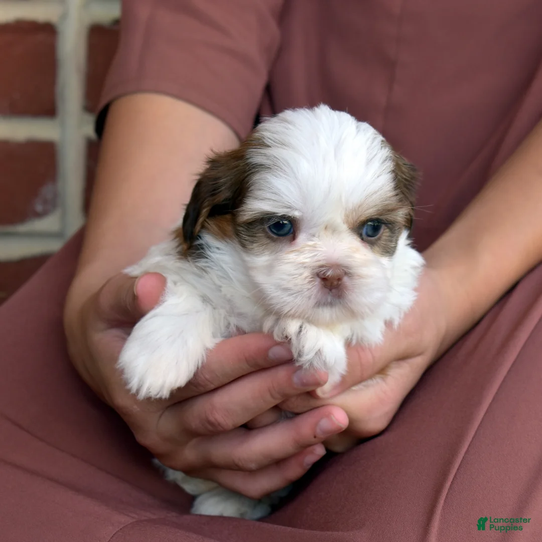 Shih Tzu dogs for sale: Twinkle - Ad 2