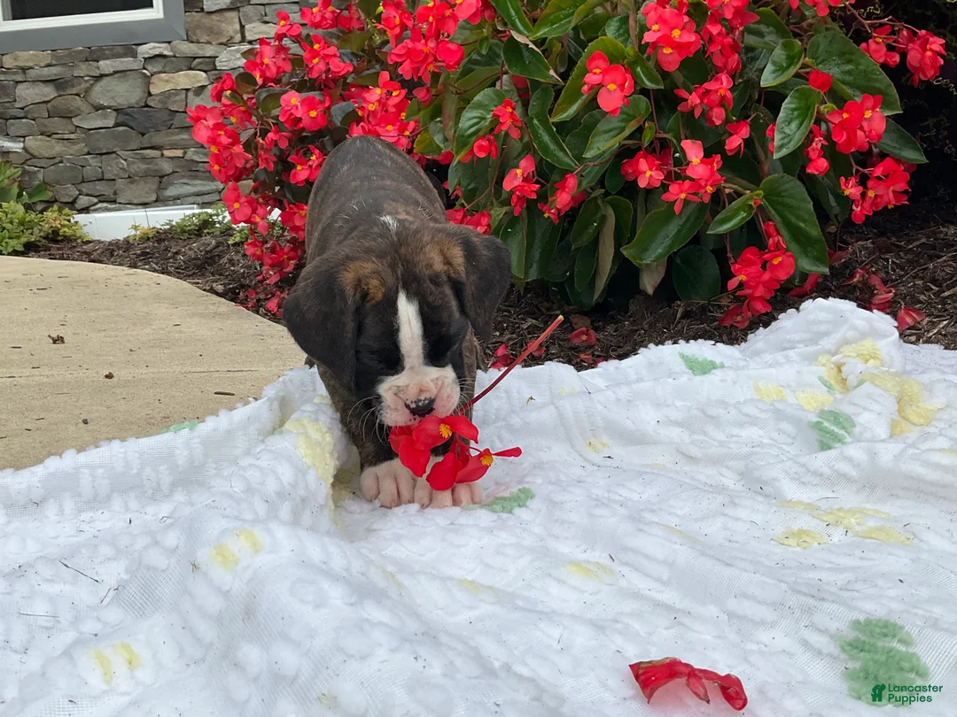 Boxer dogs for sale: Reina - Ad 4