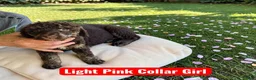 Standard Poodle dogs for sale: Pink Collar - Ad 2