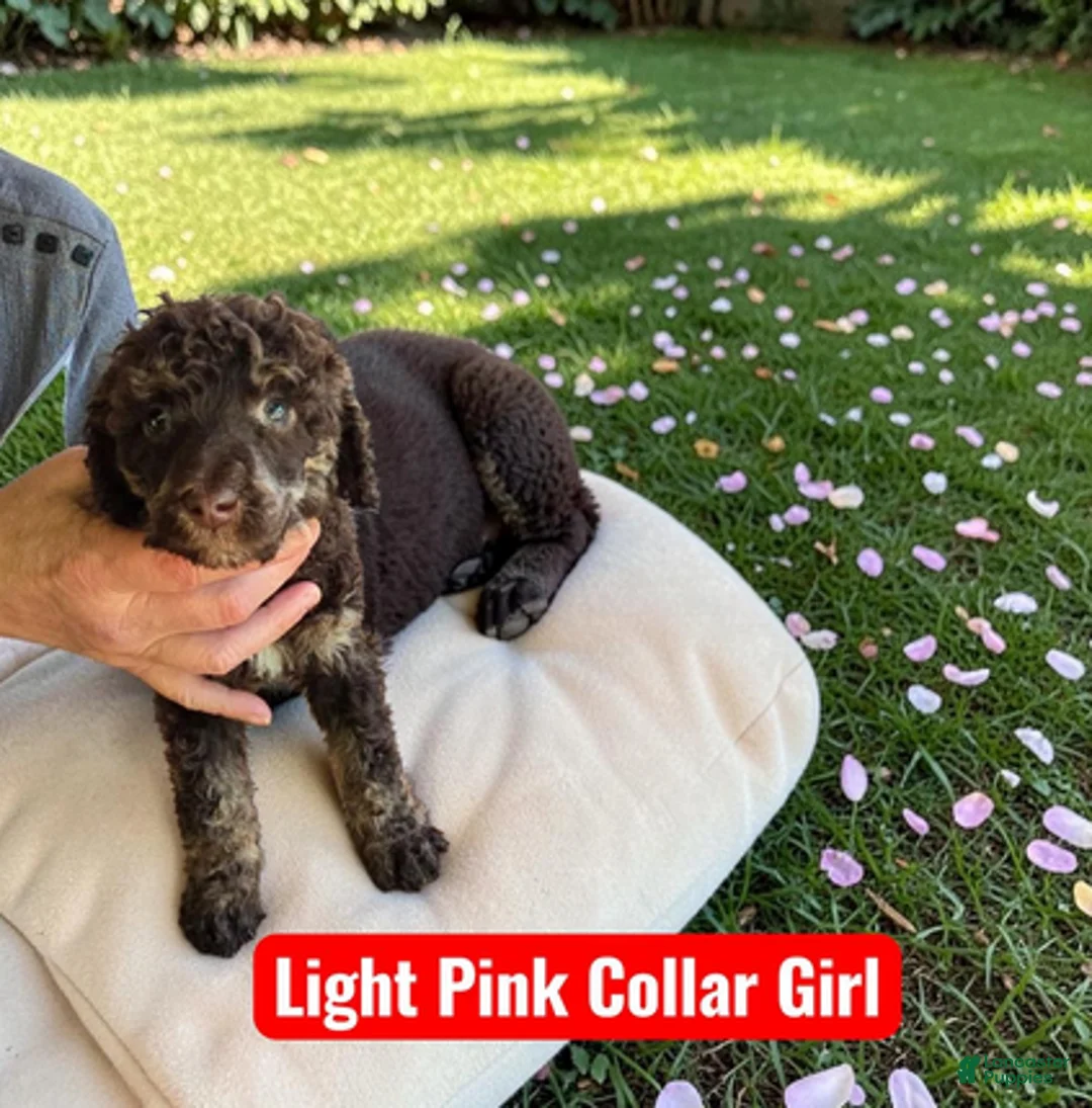 Standard Poodle dogs for sale: Pink Collar - Ad 2