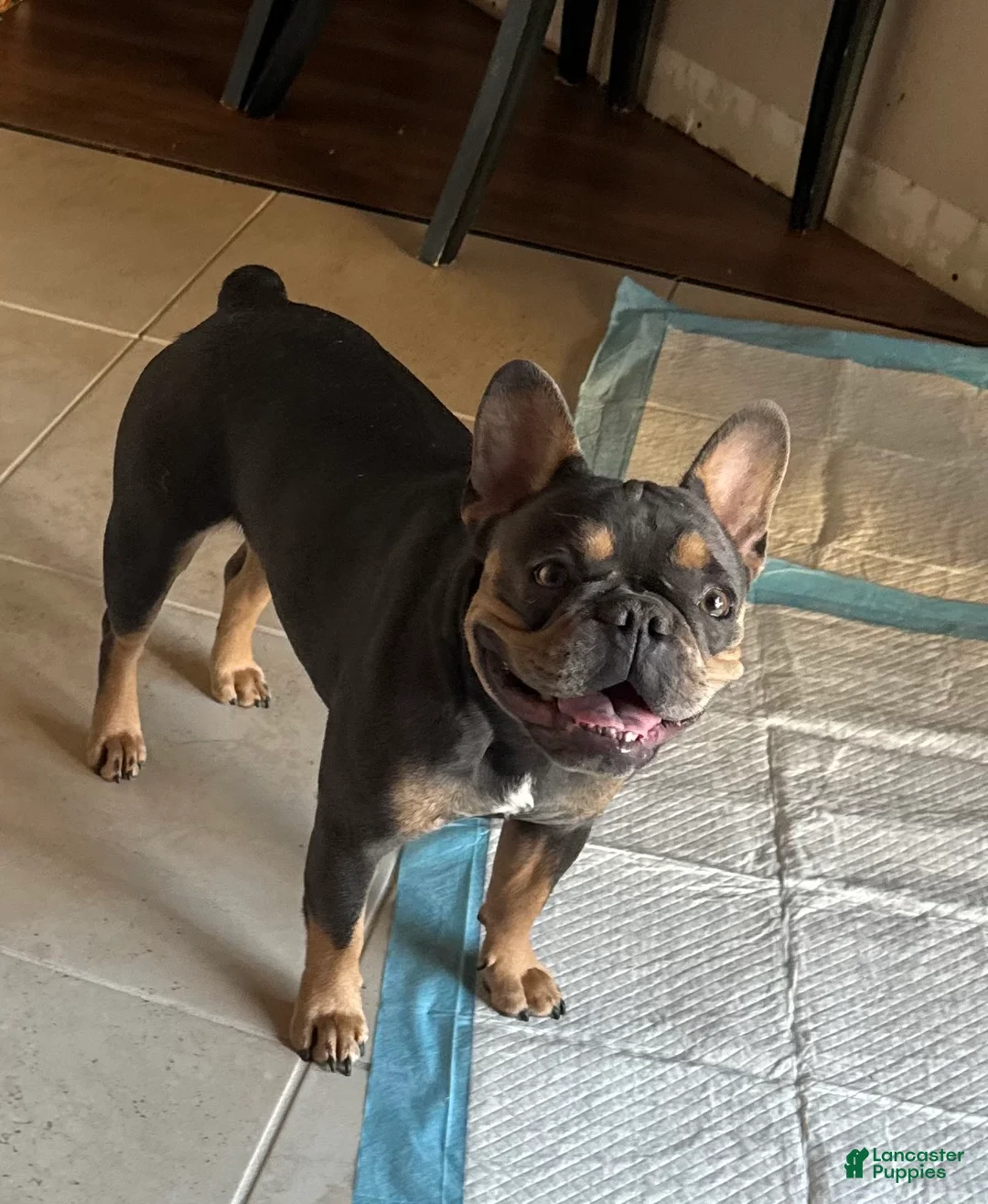 French Bulldog dogs for sale: French Bulldog Puppy 4 - Ad 3