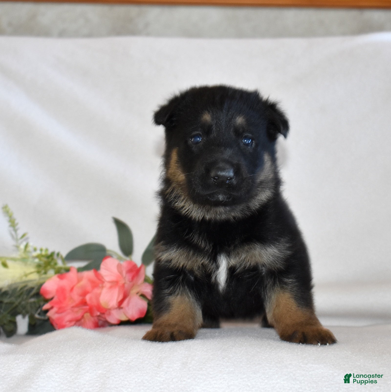 German Shepherd dogs Savannah - Ad 2