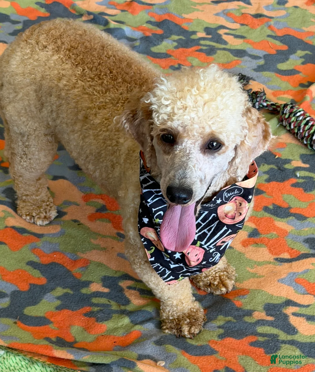 Miniature Poodle dogs for sale: Benji - Ad 3