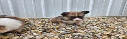 Welsh Corgi Pembroke dogs for sale: Welsh Corgi Pembroke 2 - Ad 14