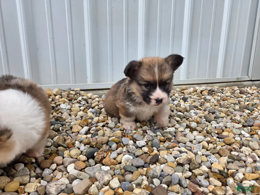 Welsh Corgi Pembroke dogs for sale: Welsh Corgi Pembroke 2 - Ad 14
