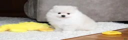 Pomeranian dogs for sale: Emerson - Ad 13