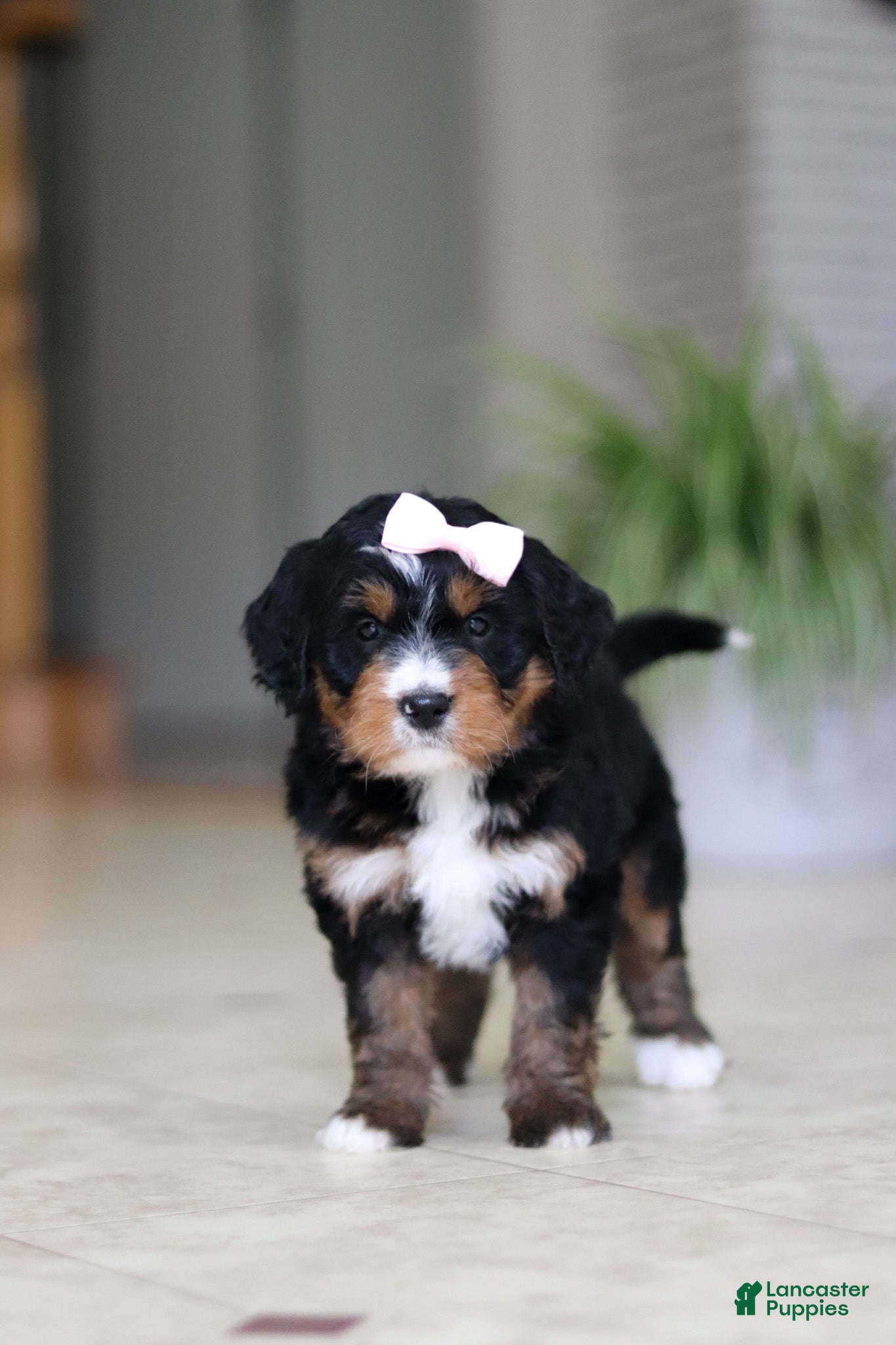 Mini Bernedoodle dogs Mia - Ad 2