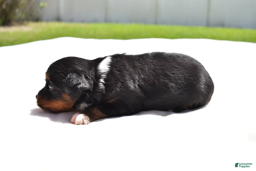 Toy Australian Shepherd dogs for sale: Toy Australian Shepherd Puppy 2 - Ad 2