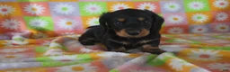Miniature Dachshund dogs for sale: Hayden - Ad 1