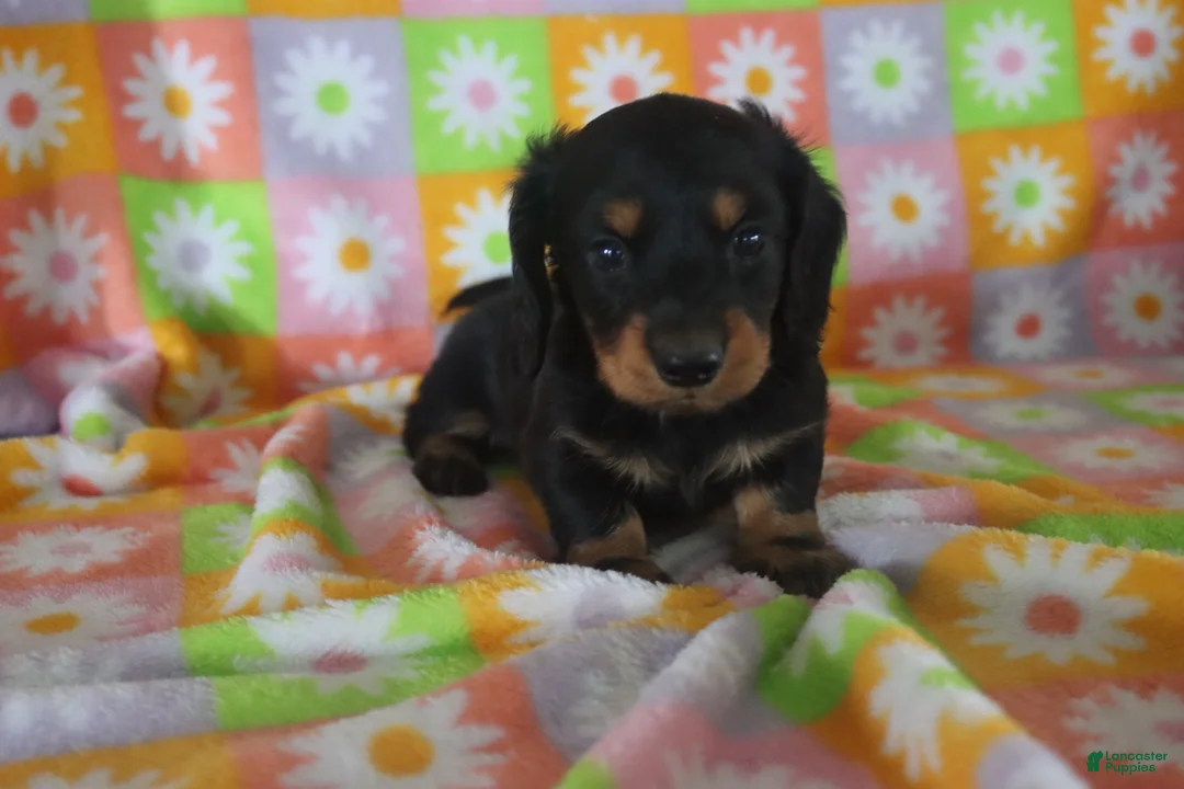 Miniature Dachshund dogs for sale: Hayden - Ad 1