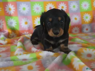 Miniature Dachshund dogs Hayden - Ad 37