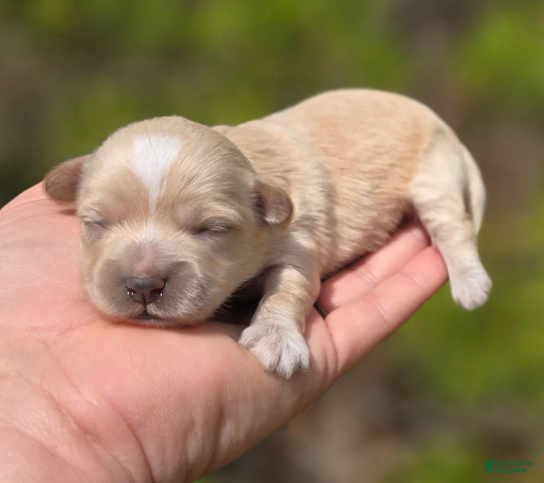 Maltipoo dogs for sale: Gypsy  - Ad 2