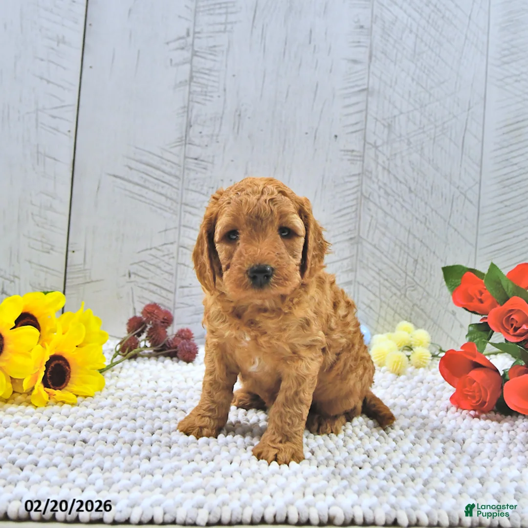 Mini Goldendoodle dogs for sale: Xavier - Ad 4