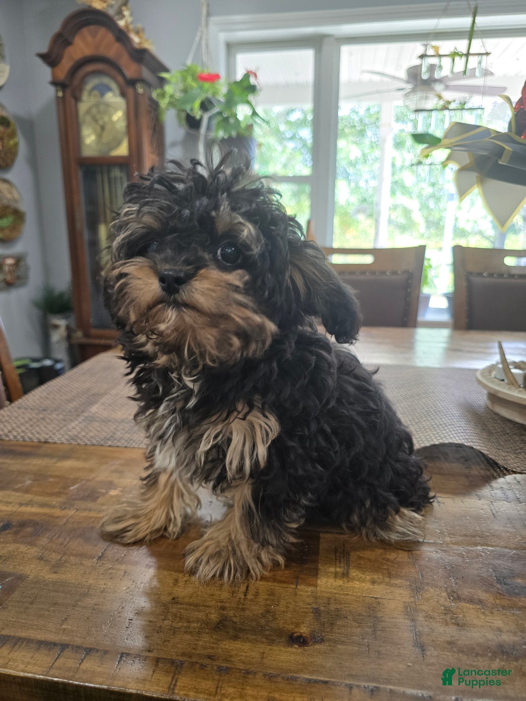 Chipoo dogs for sale: Milo - Ad 1