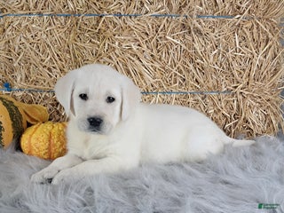 Labrador Retriever dogs - Ad 30