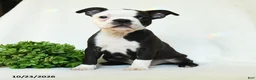 Boston Terrier dogs for sale: Gertie - Ad 4
