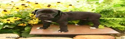 Great Dane dogs for sale: Lola - Ad 1