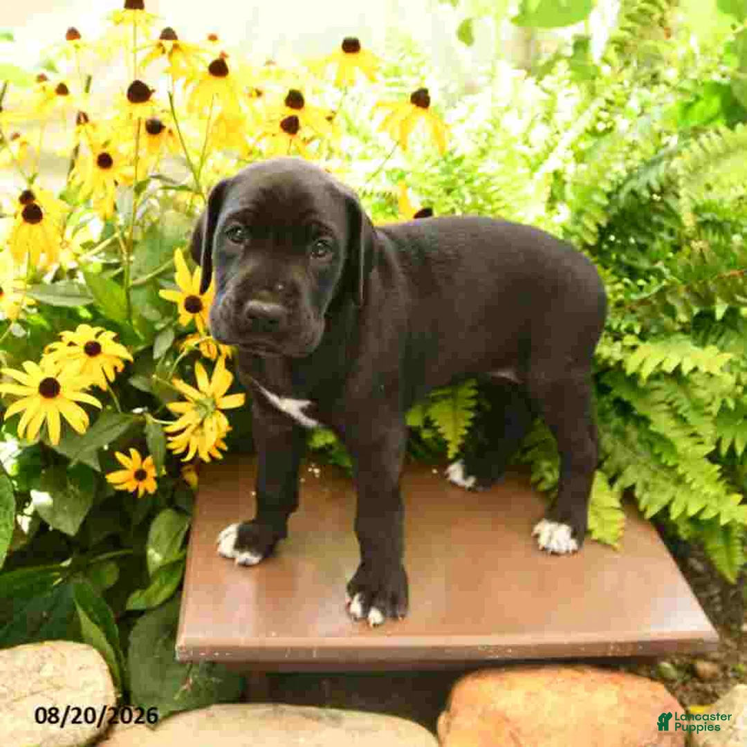 Great Dane dogs for sale: Lola - Ad 1